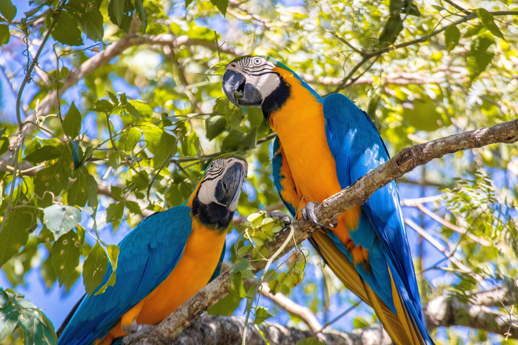 Loros en la rama de un árbol