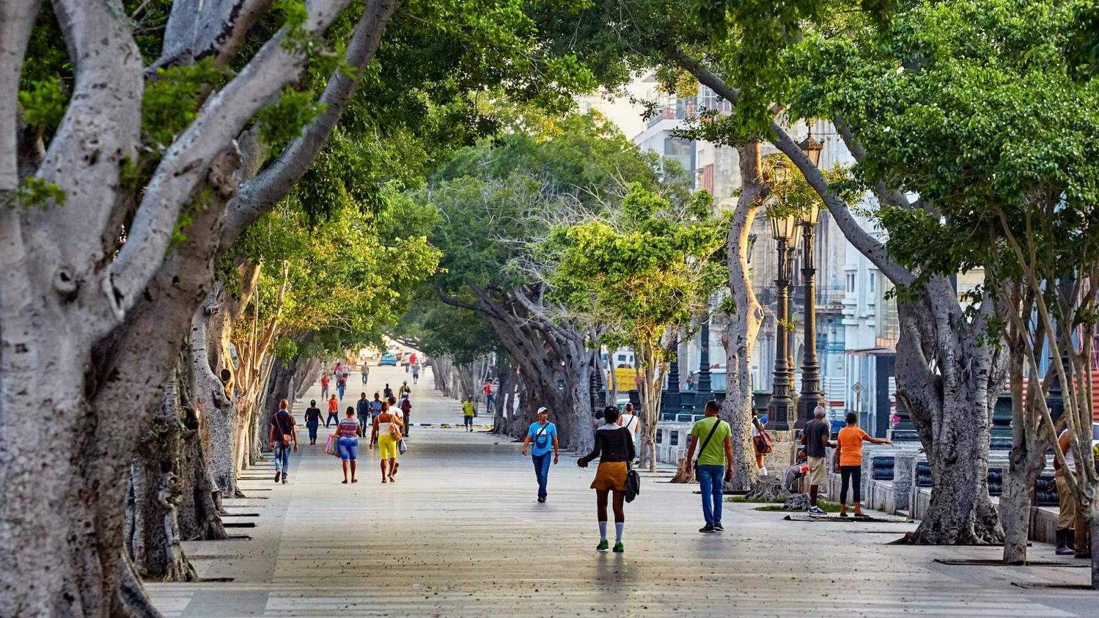 Imagen de personas caminando, árboles alrededor